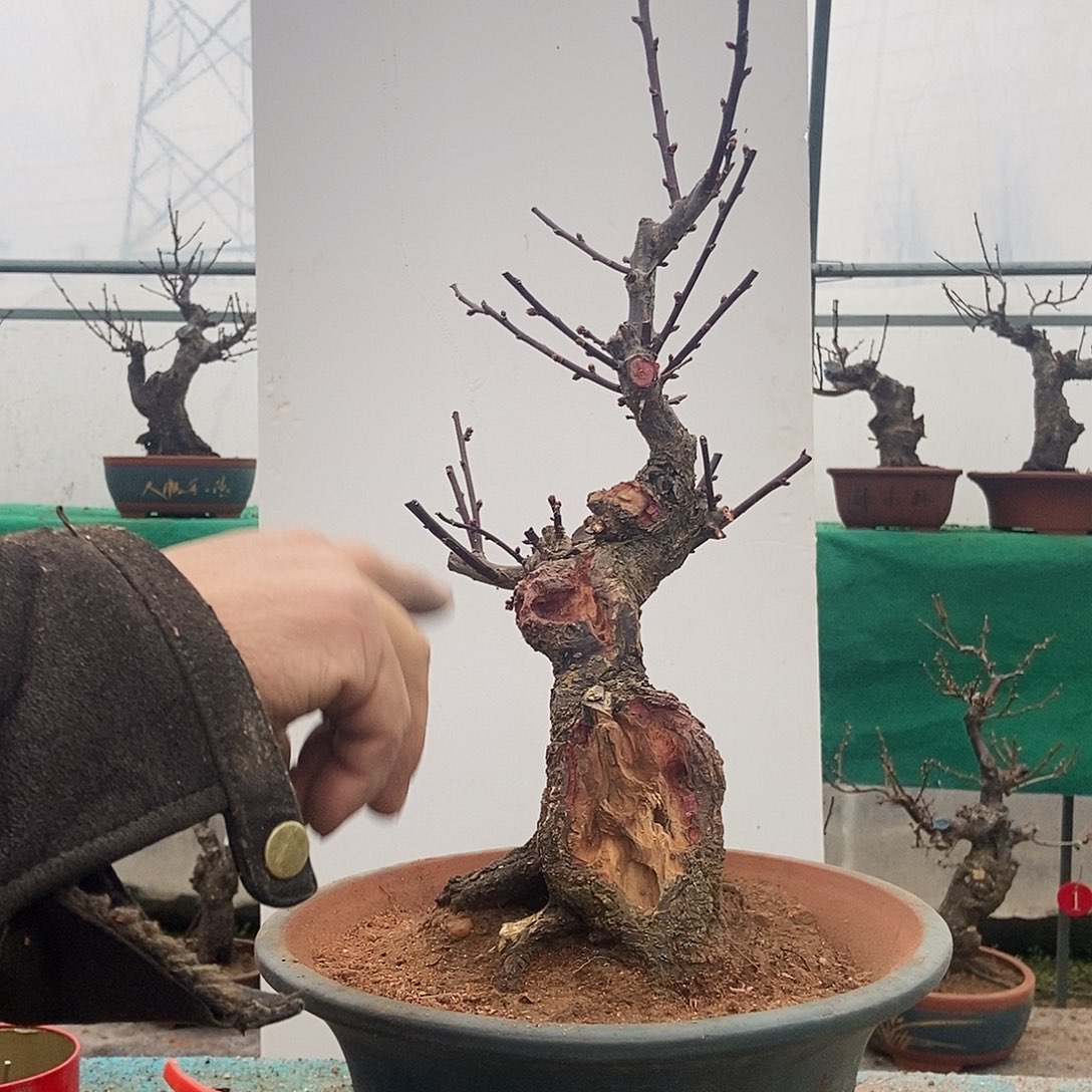 全部花苞20年野梅嫁接乌梅