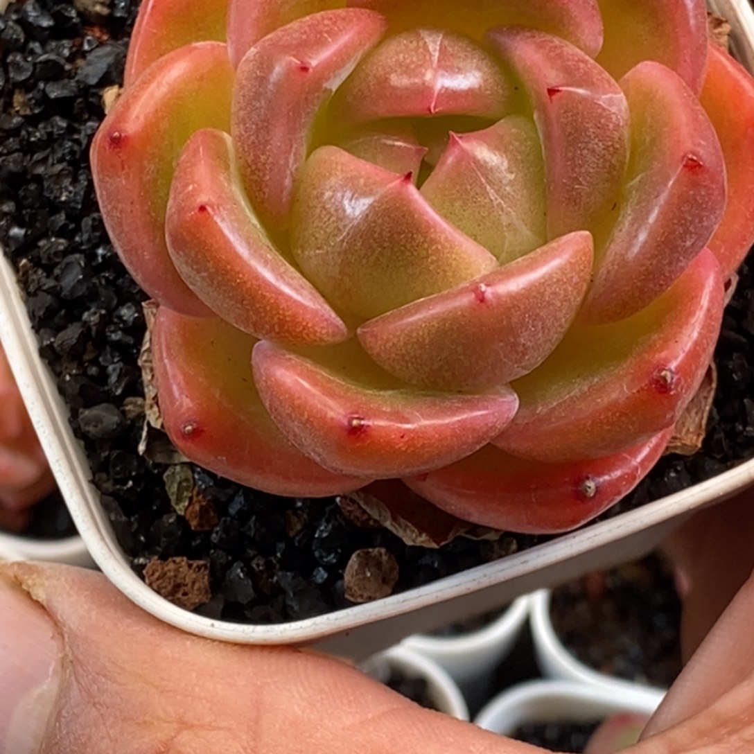 天官赐福百无禁忌