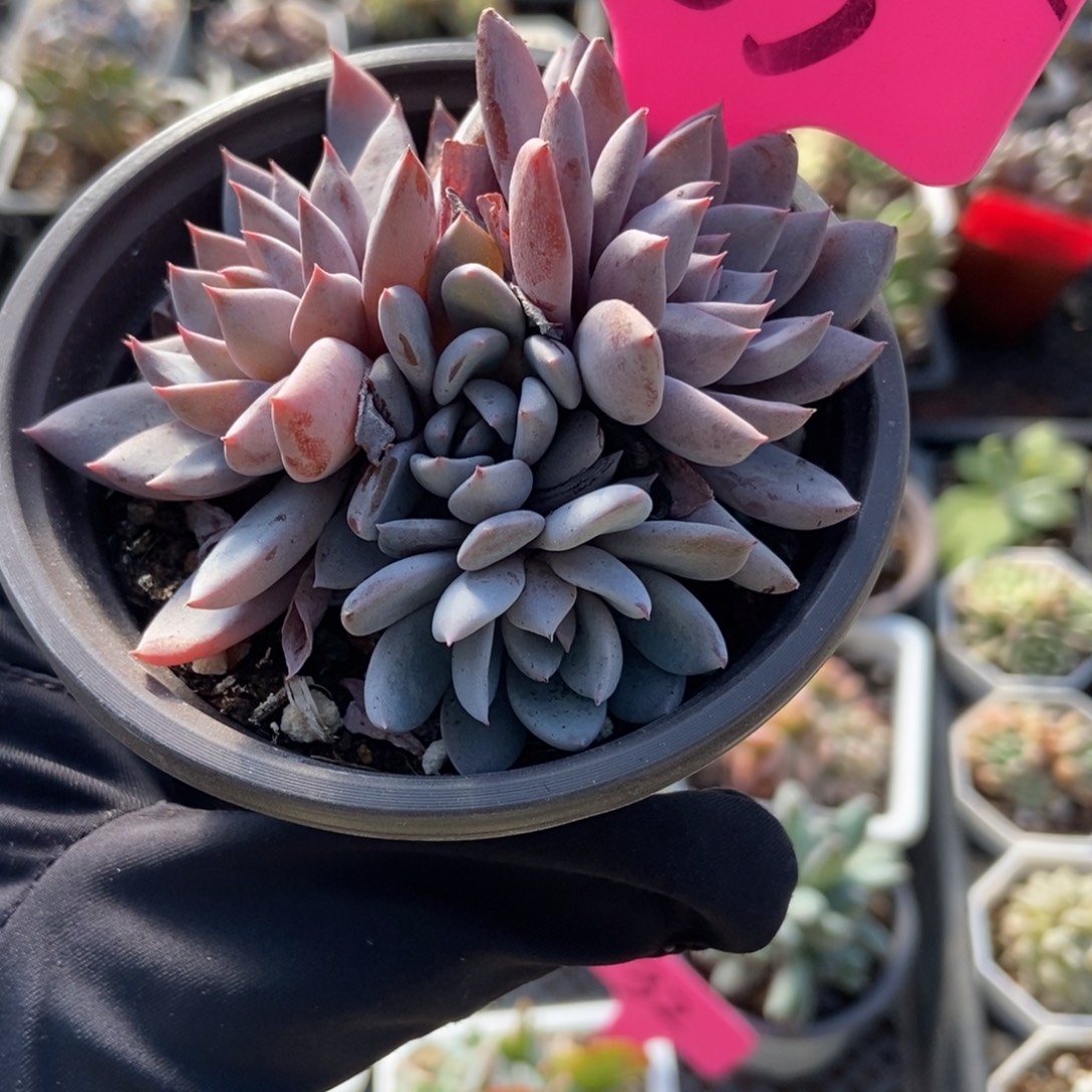 63轻轨多肉植物多肉