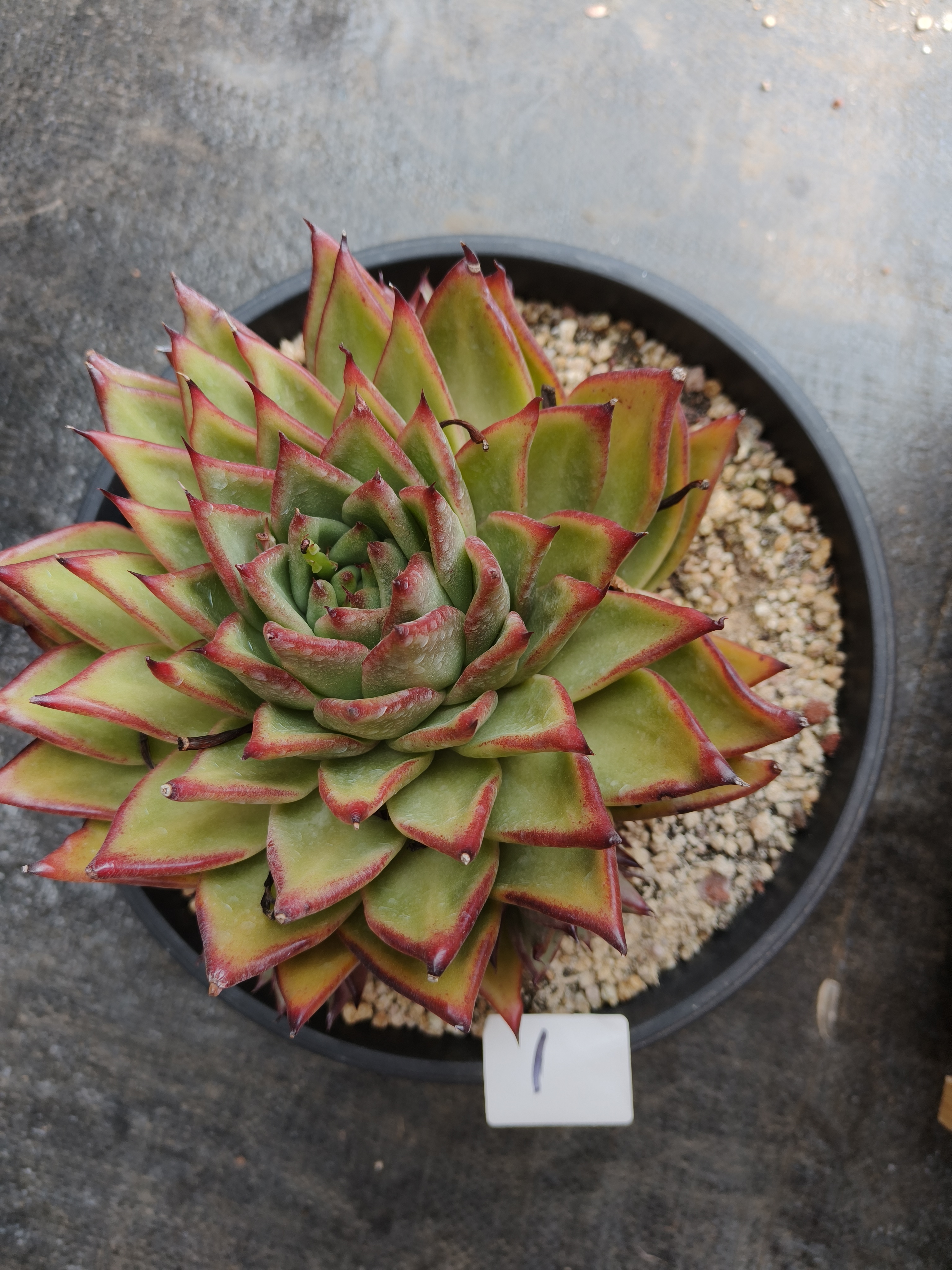 1号花掌柜精品杂交多肉