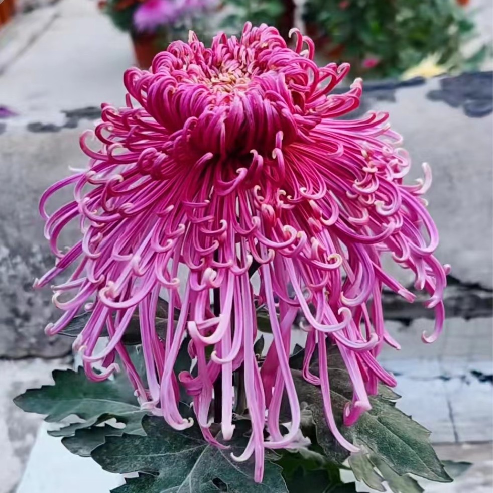 【花苞发货】[貂蝉拜月]九月菊花苗大型花好养护简单耐寒耐旱