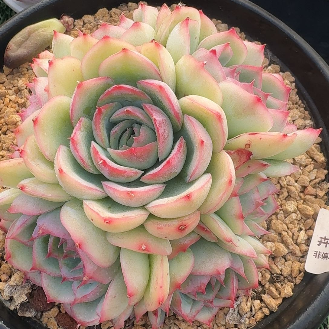 1499一物一拍（满28包邮）