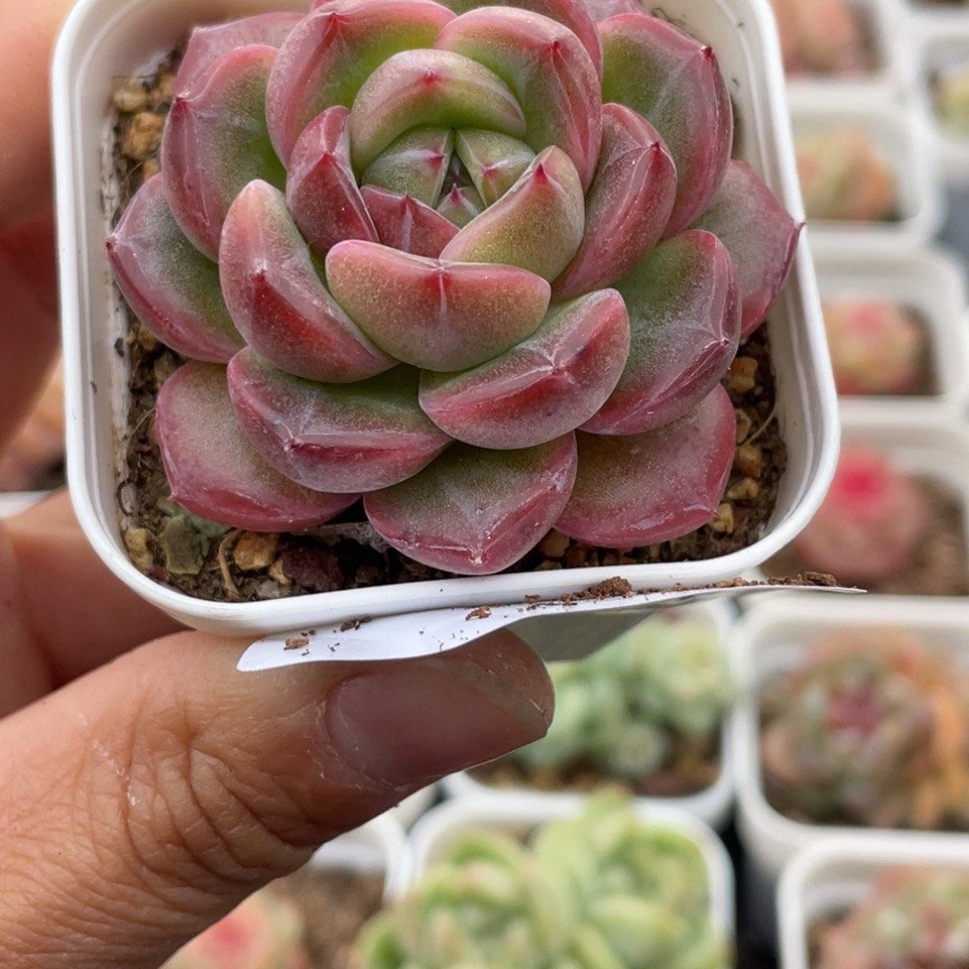 甜***力701号糖心冰心珍妮