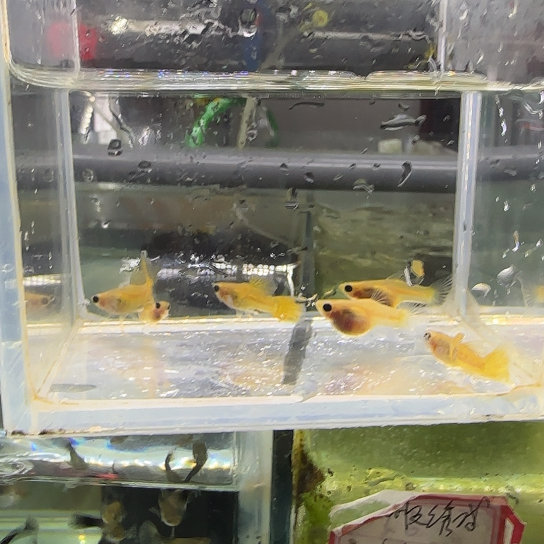 孔雀鱼黄蕾丝短体大c清港