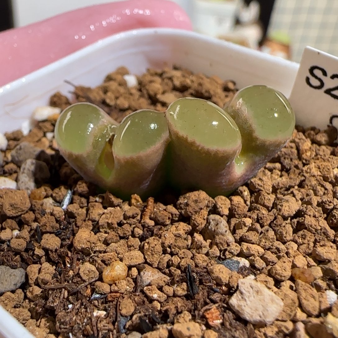 肉锥多肉植物组合-磁铁母本269