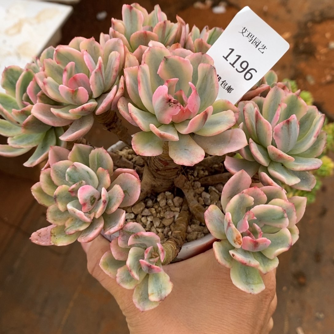 花车锦无砍多肉多肉1196