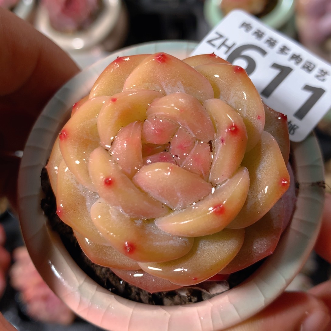 5CM拇指盆精控多肉ZH611