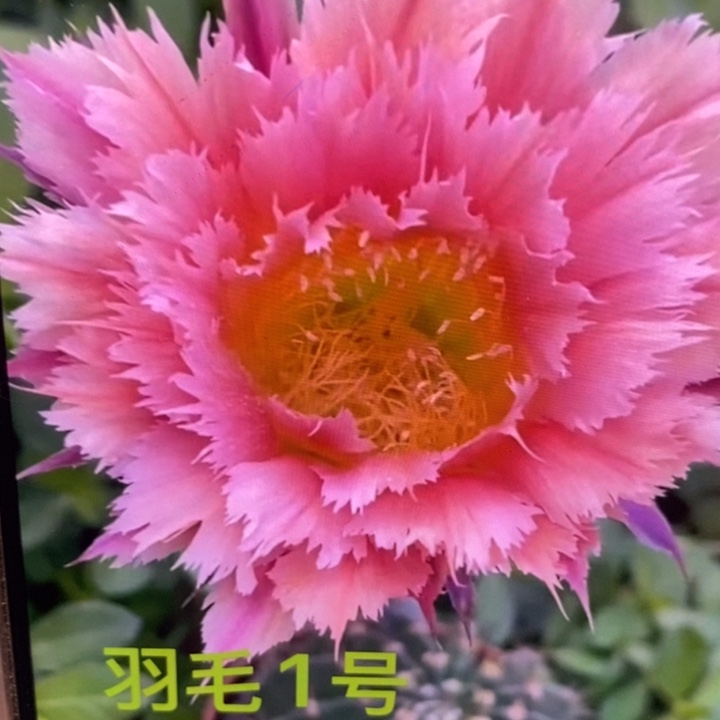 彩草羽毛1号带根5.5公分左右