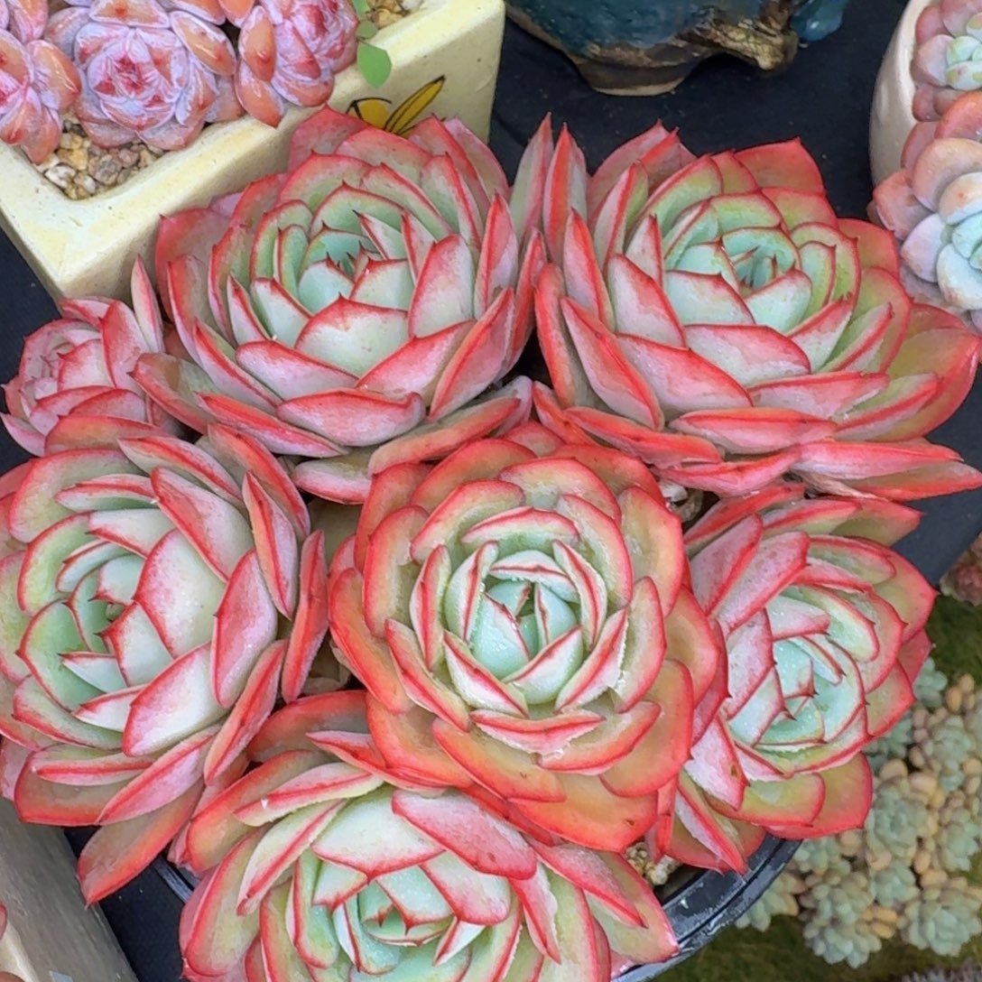 老***啊多肉植物的生长发育与生长