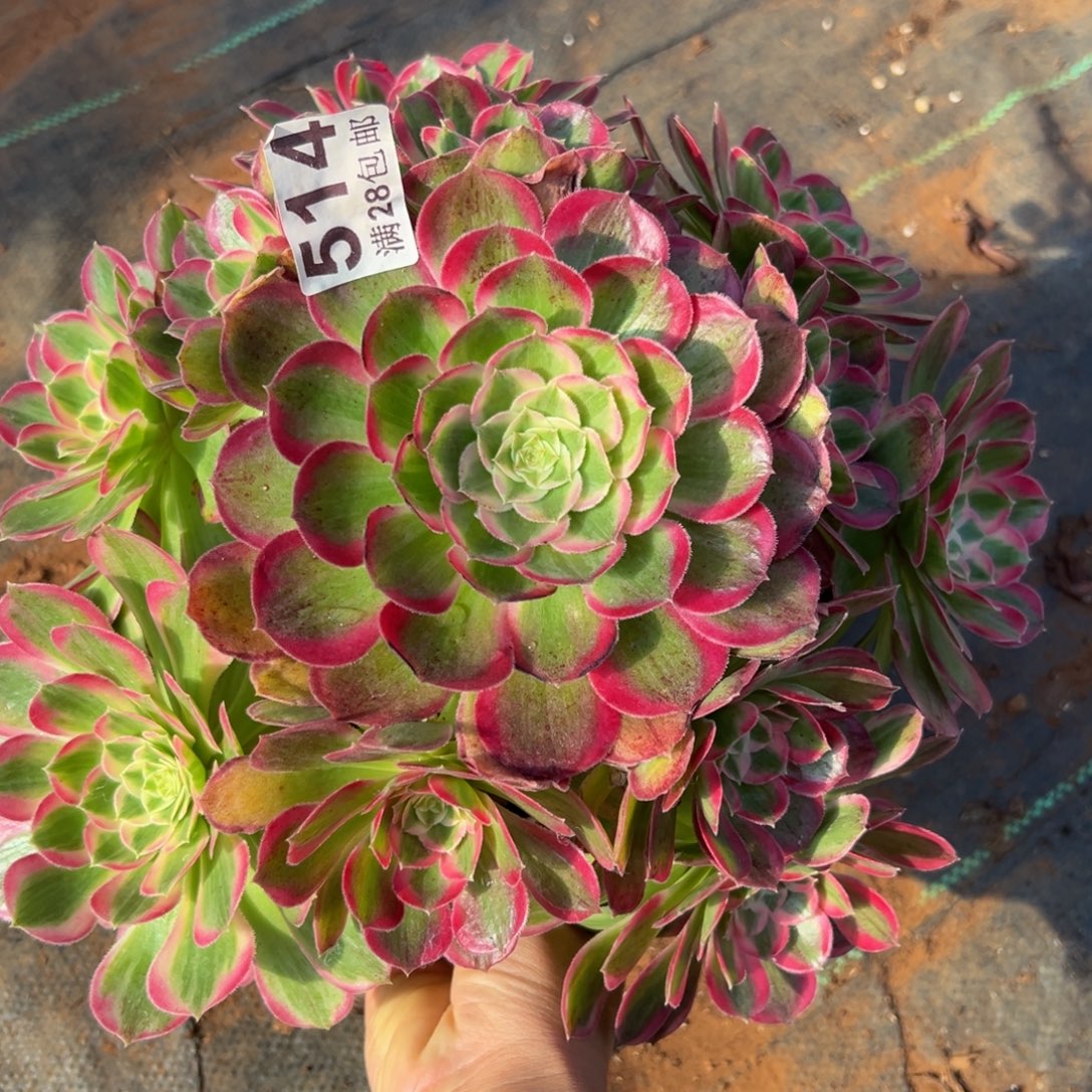 多肉植物514孔雀翎的