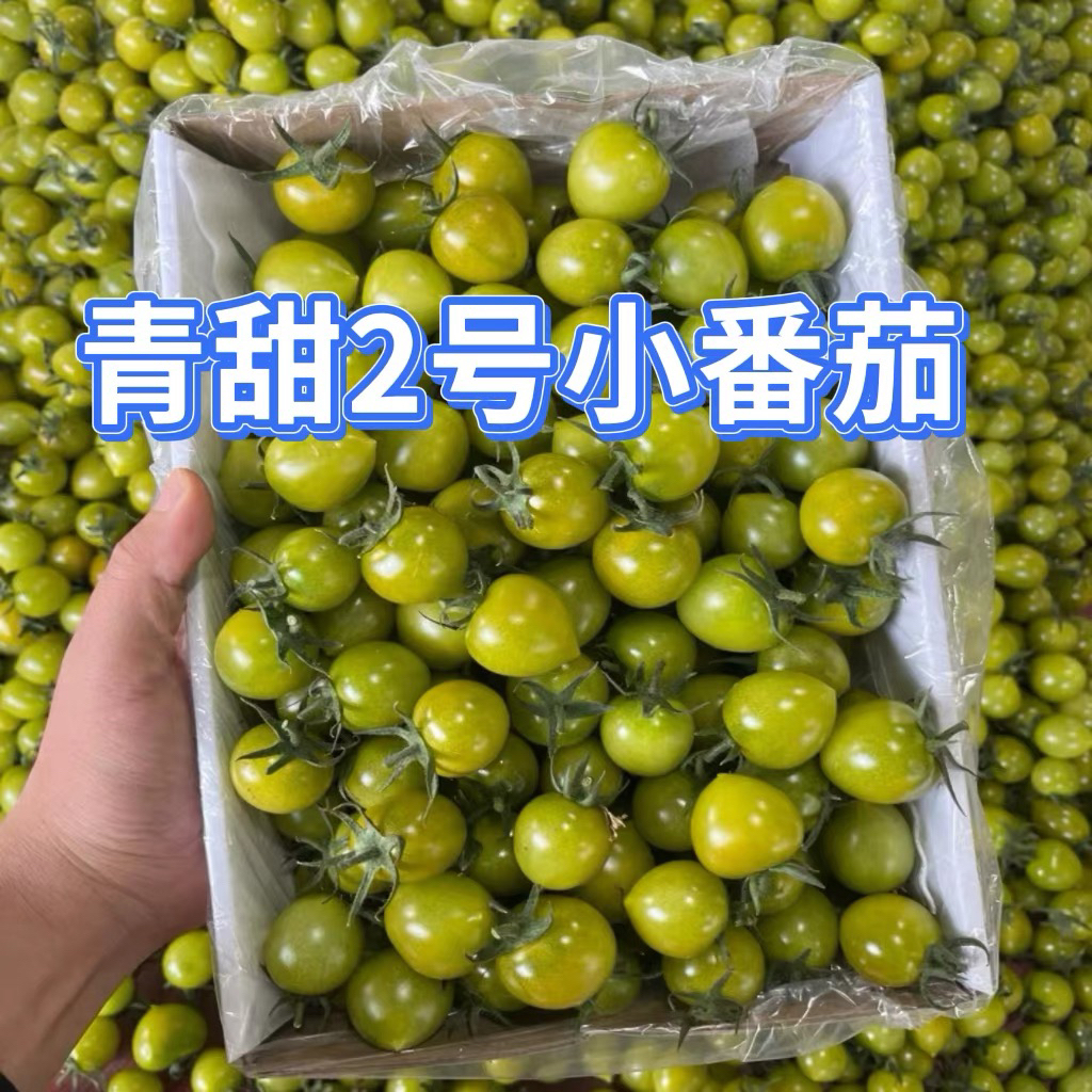 青甜二号小番茄新鲜现摘绿色圣女果潍坊直发酸甜多汁青口蜜