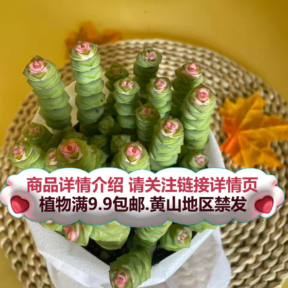 （牡丹钱串子-散桩）多肉要满9.9邮 多肉植物绿植吸甲醛
