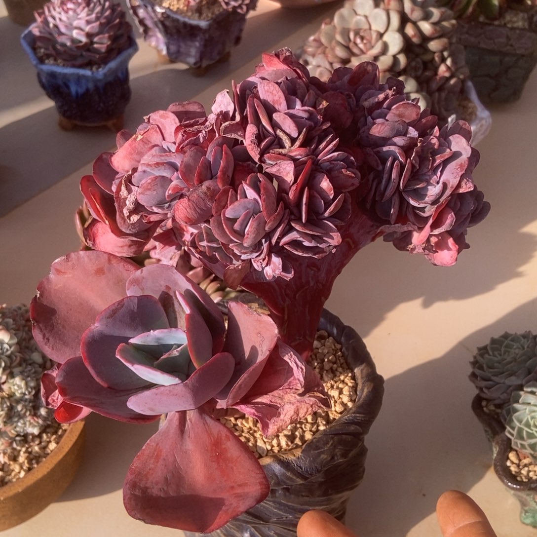 蓝玫瑰多肉多肉多肉多肉