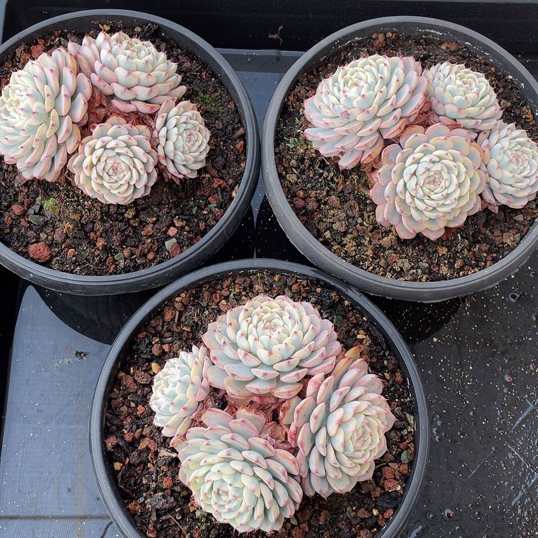 姬莲锦精控老桩12-15厘米可挑