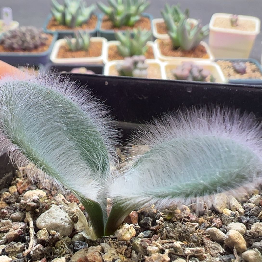 香果毛叶石蒜 肉锥植物