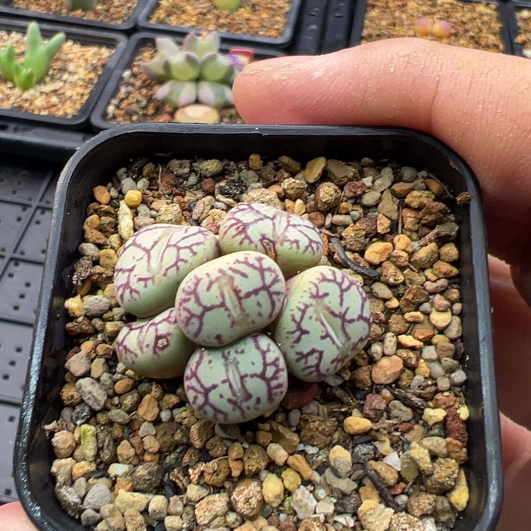 120多肉墨杂群一棵特