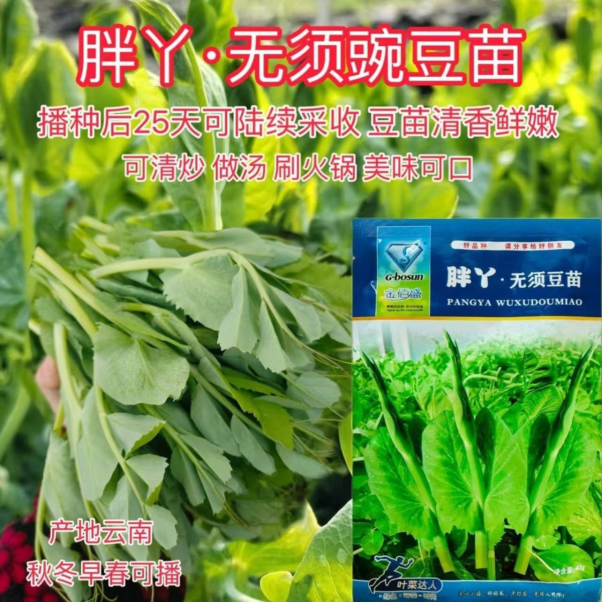 胖丫无须豆苗菜种子 味道鲜嫩无纤维采收期长春秋种植豆苗菜种子