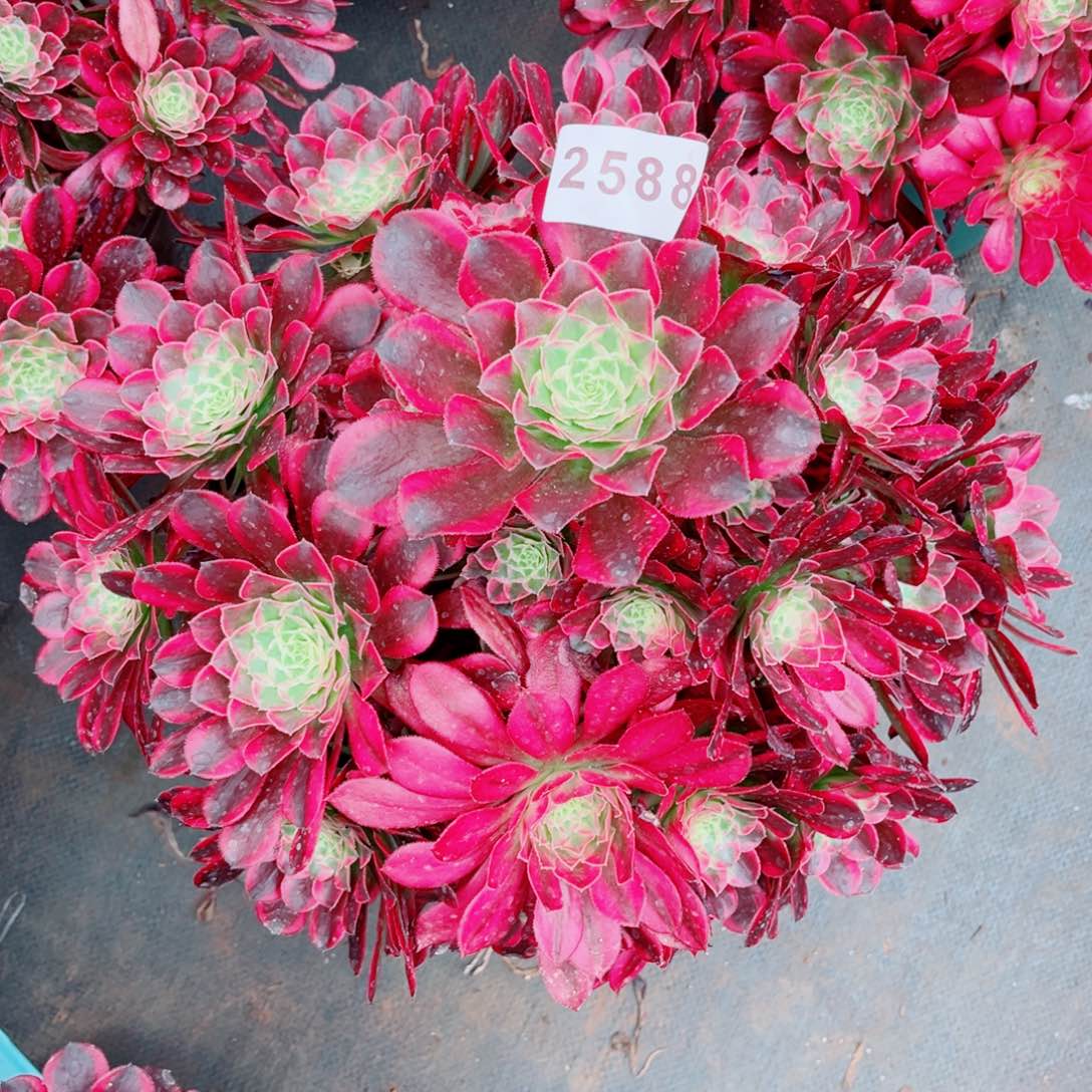 大天合多肉发货发货