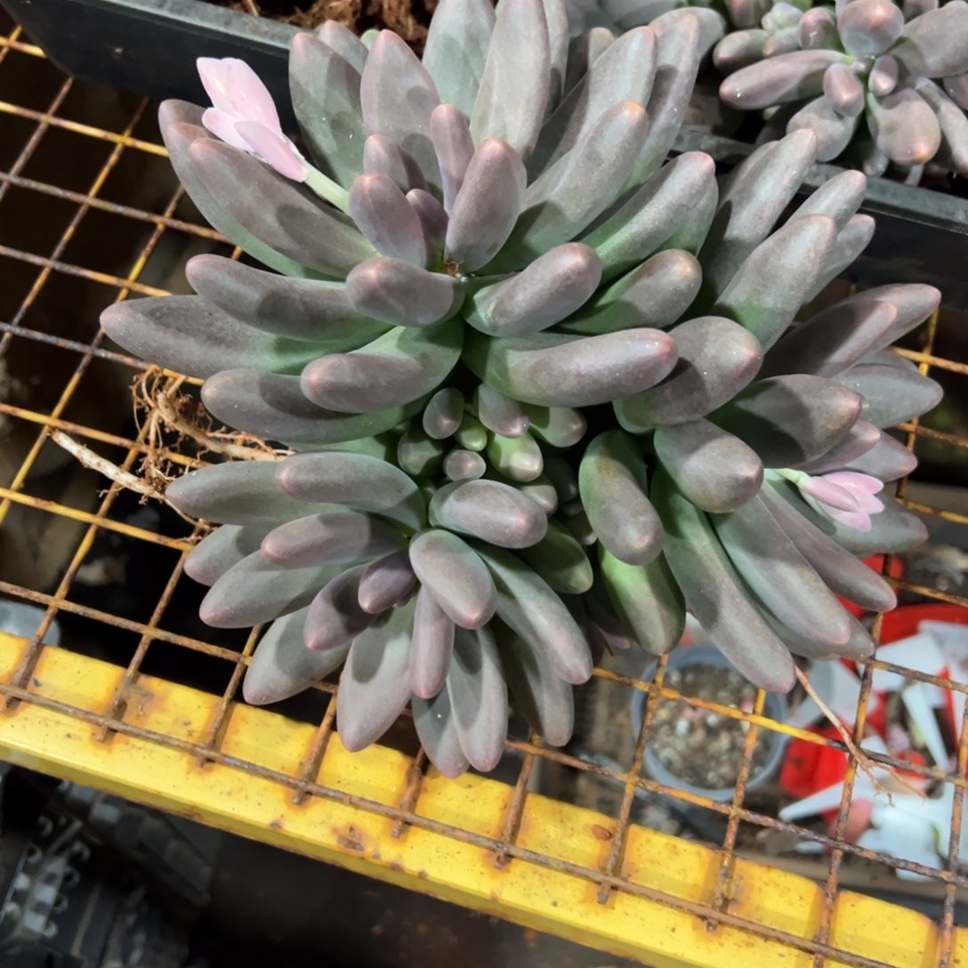 多肉植物黑美人一个