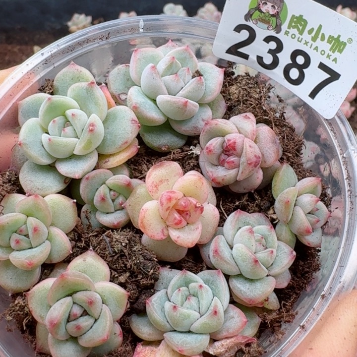 多肉植物多肉植物
