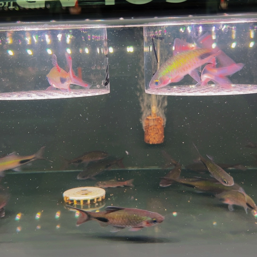 工具鱼彩虹道人8+厘米3条