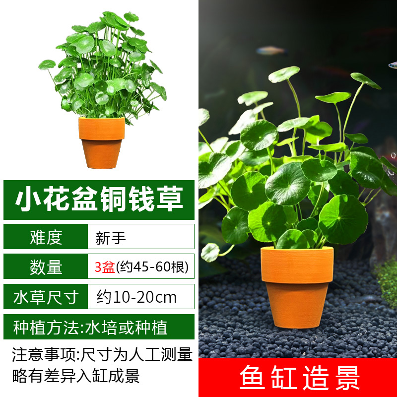 铜钱草3盆+3个小花盆