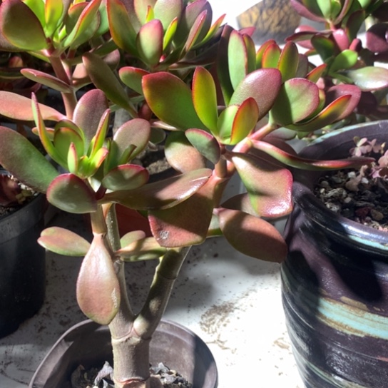 752紫叶脱土发货