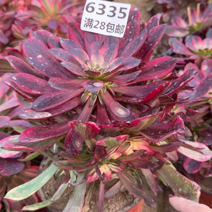 6335二号棚烟花多肉C