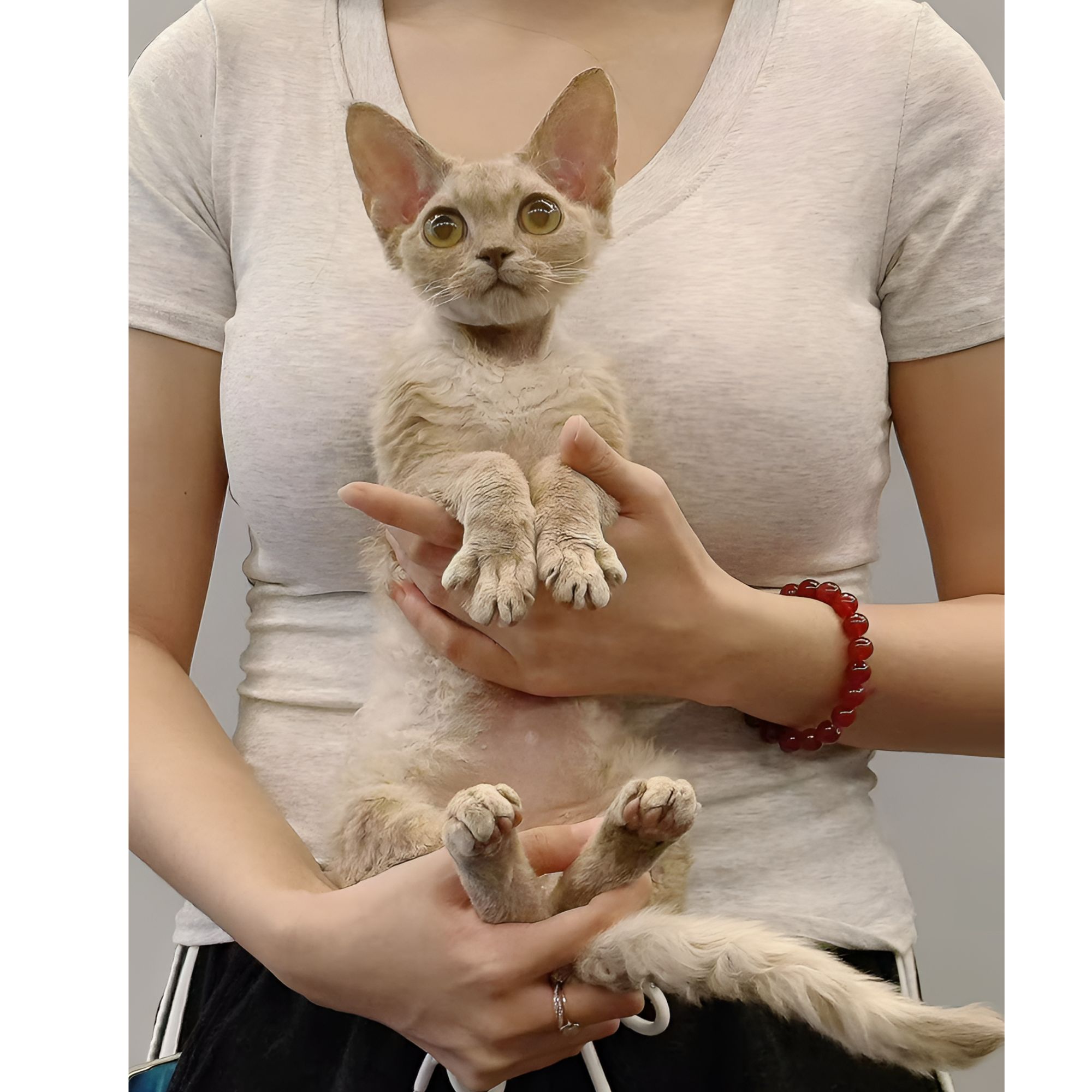 德文卷毛猫活体欧血幼猫丁香色弟弟