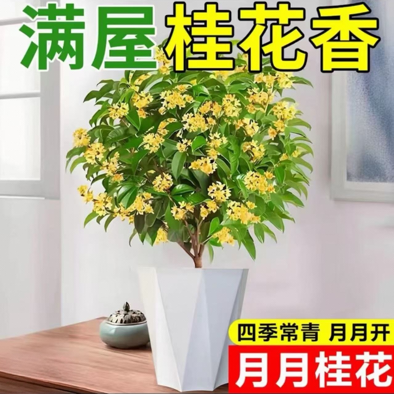 桂花树苗盆栽四季桂浓香型花卉室内外庭院阳台地栽月月开好养植物