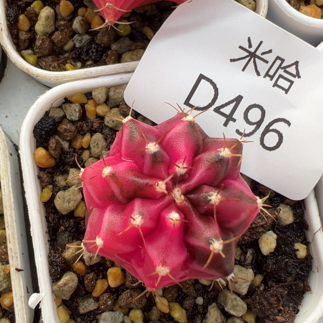 496 好看的米哈冲冲冲
