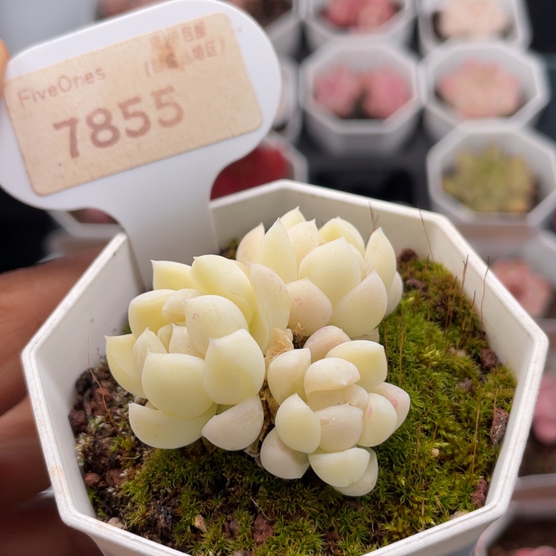 白月光7855-4.5厘米