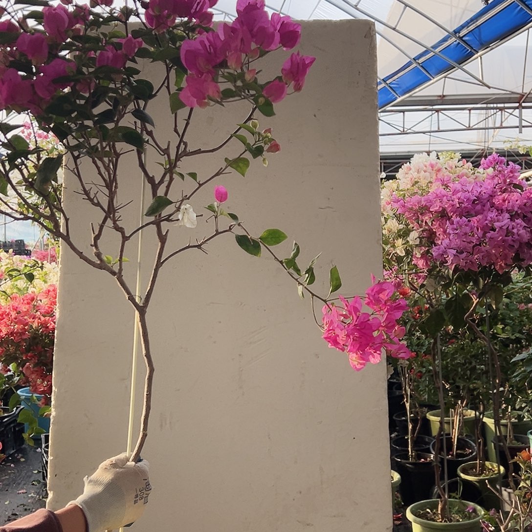 *****大部分花苞少量开放B83宫粉