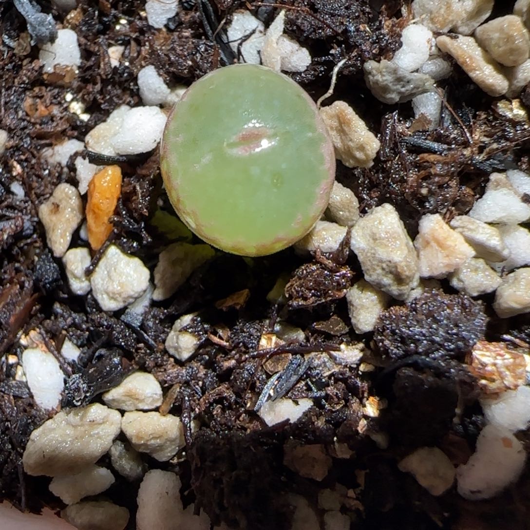 肉锥多肉植物百科26-安格864