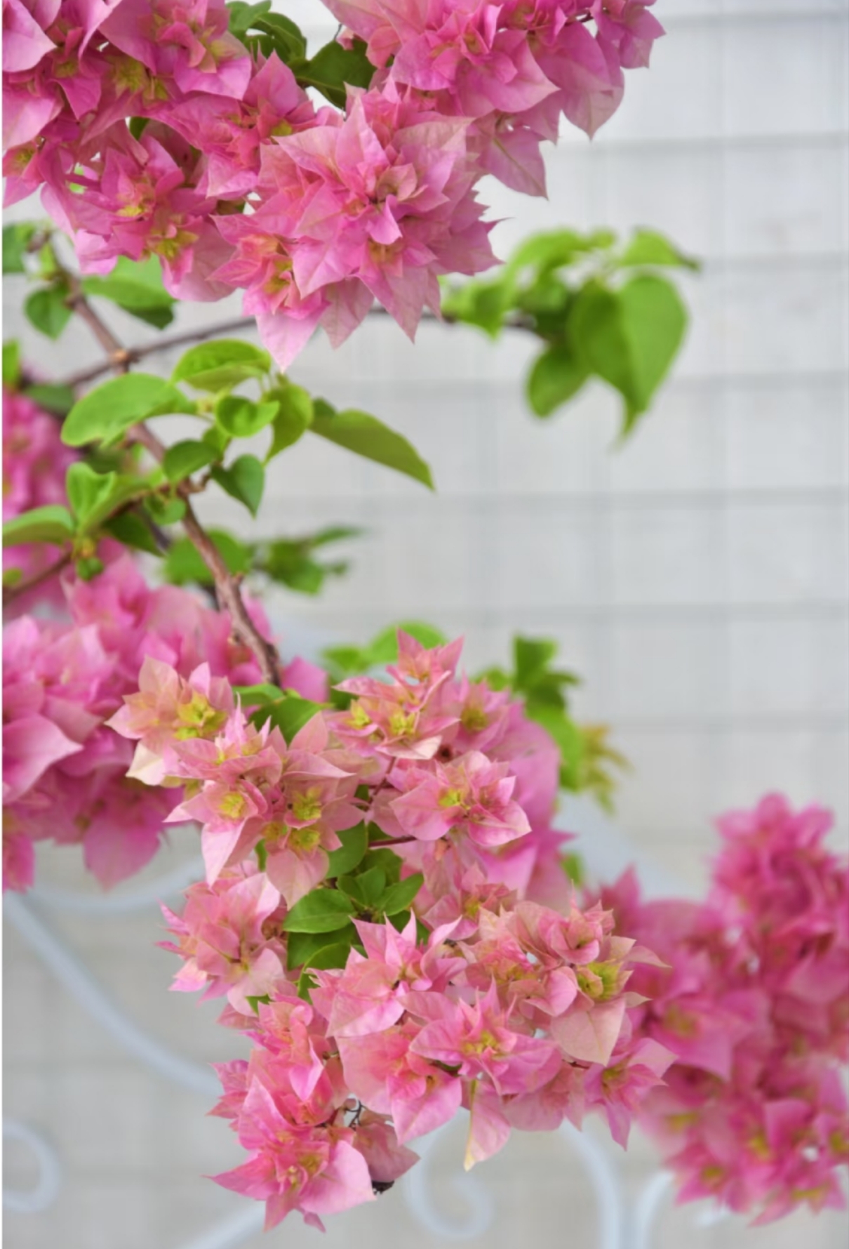 三角梅系列组合袋苗四季开花适合庭院阳台