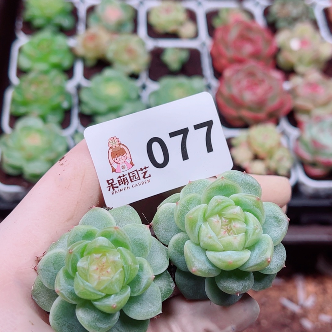 多肉植物多肉植物