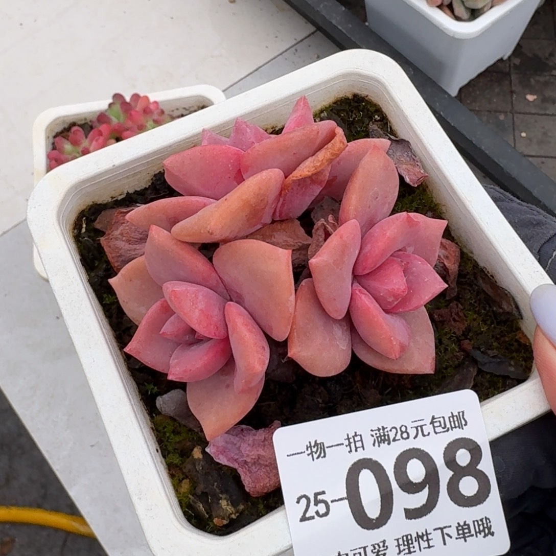 彩虹糖无盆土发货无盆
