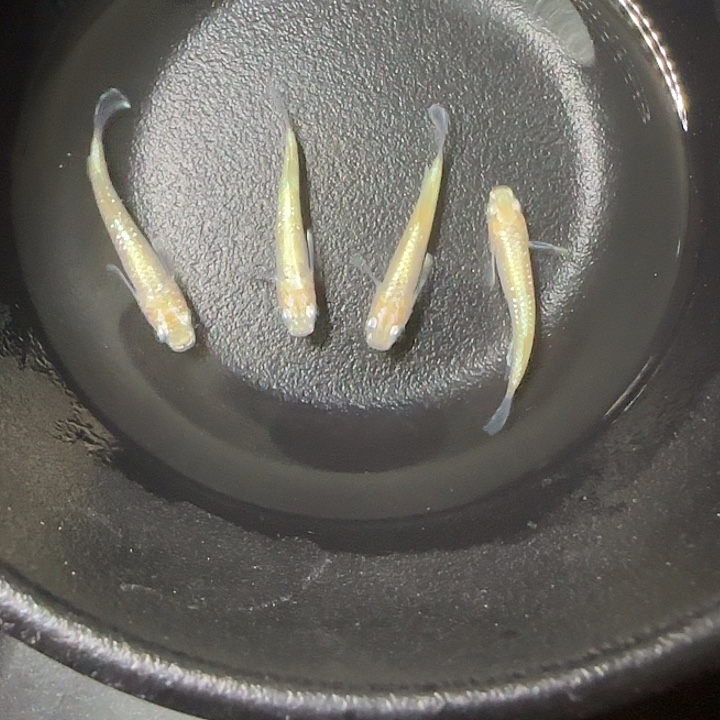 青鳉鱼观背青鱂84