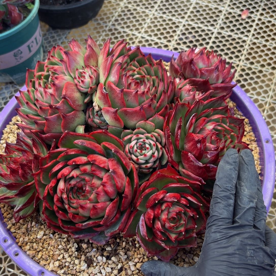 小***珠哈哈哈哈哈好吧宝贝不能呢男男女女呢