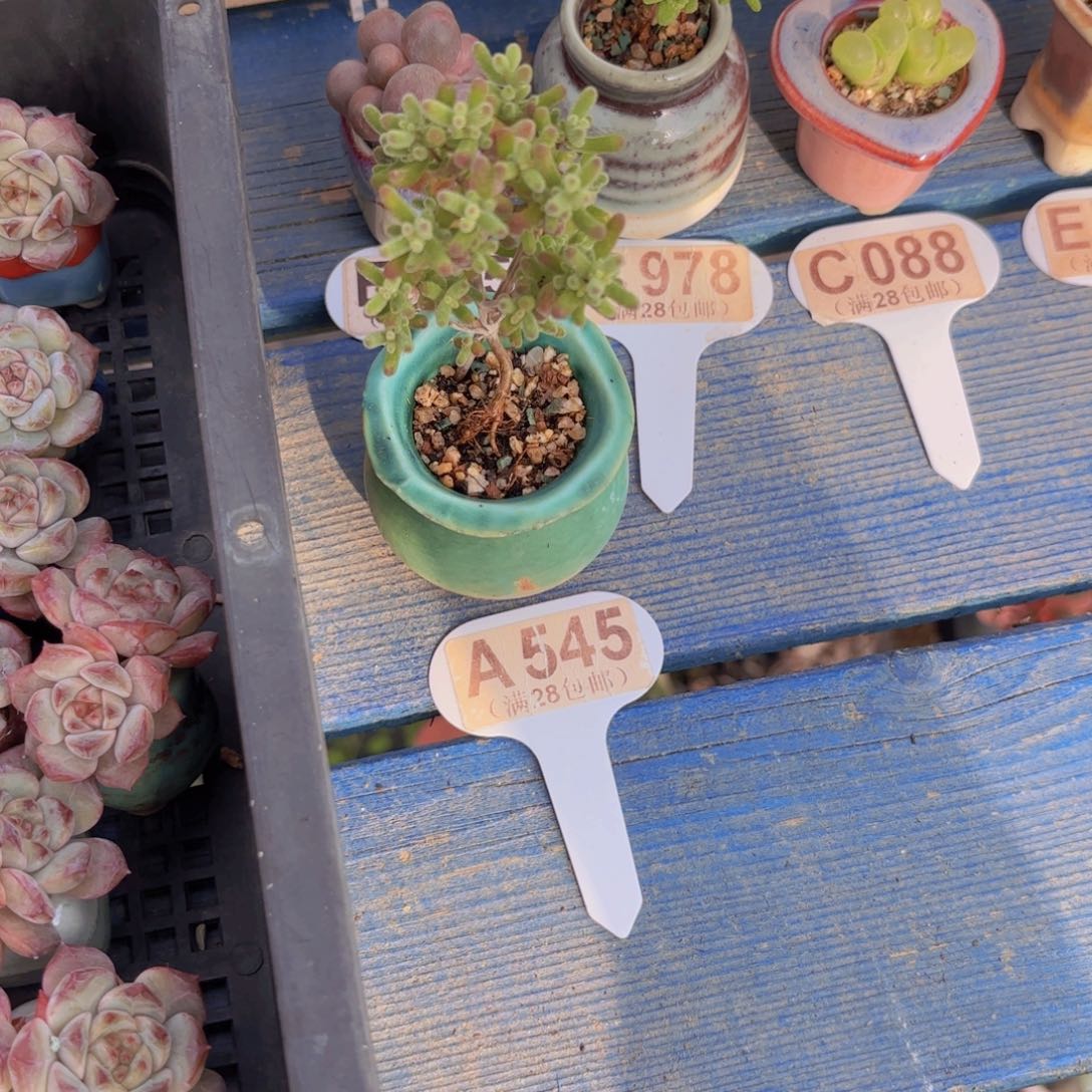 *****A545冰糖锦一物一拍