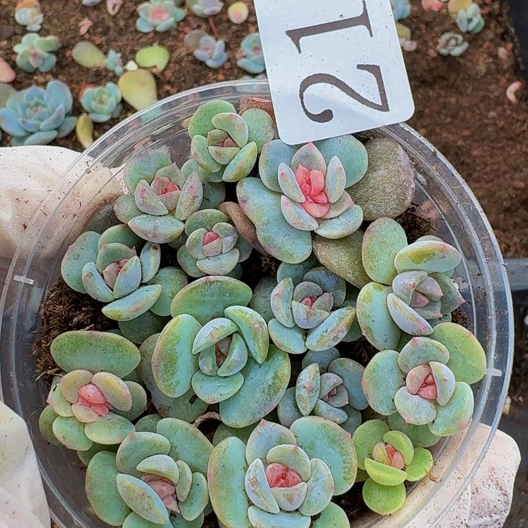 多肉植物多肉植物213