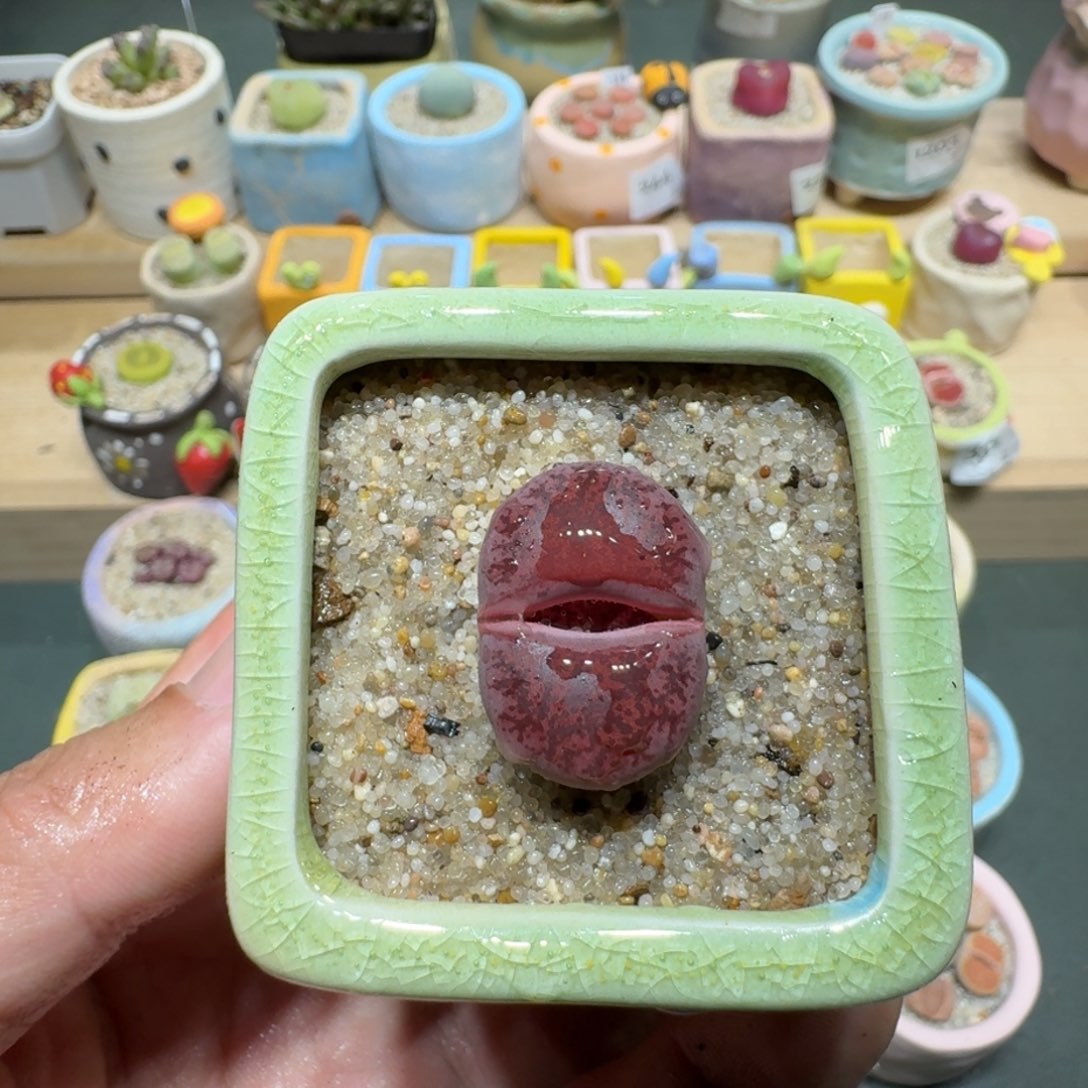 红陶蘑菇383酒红