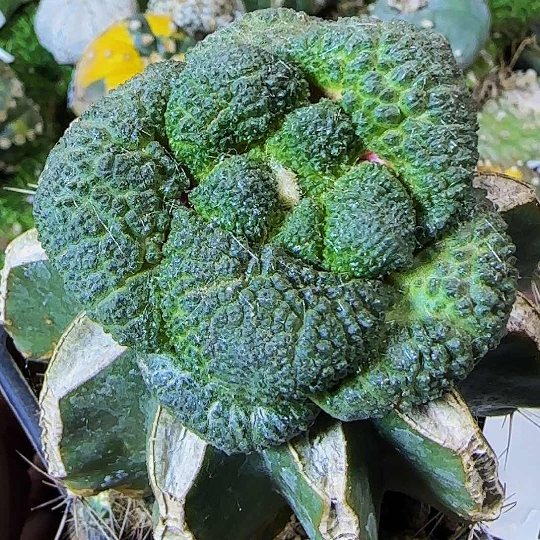 大尤哥斯拉364仙人球