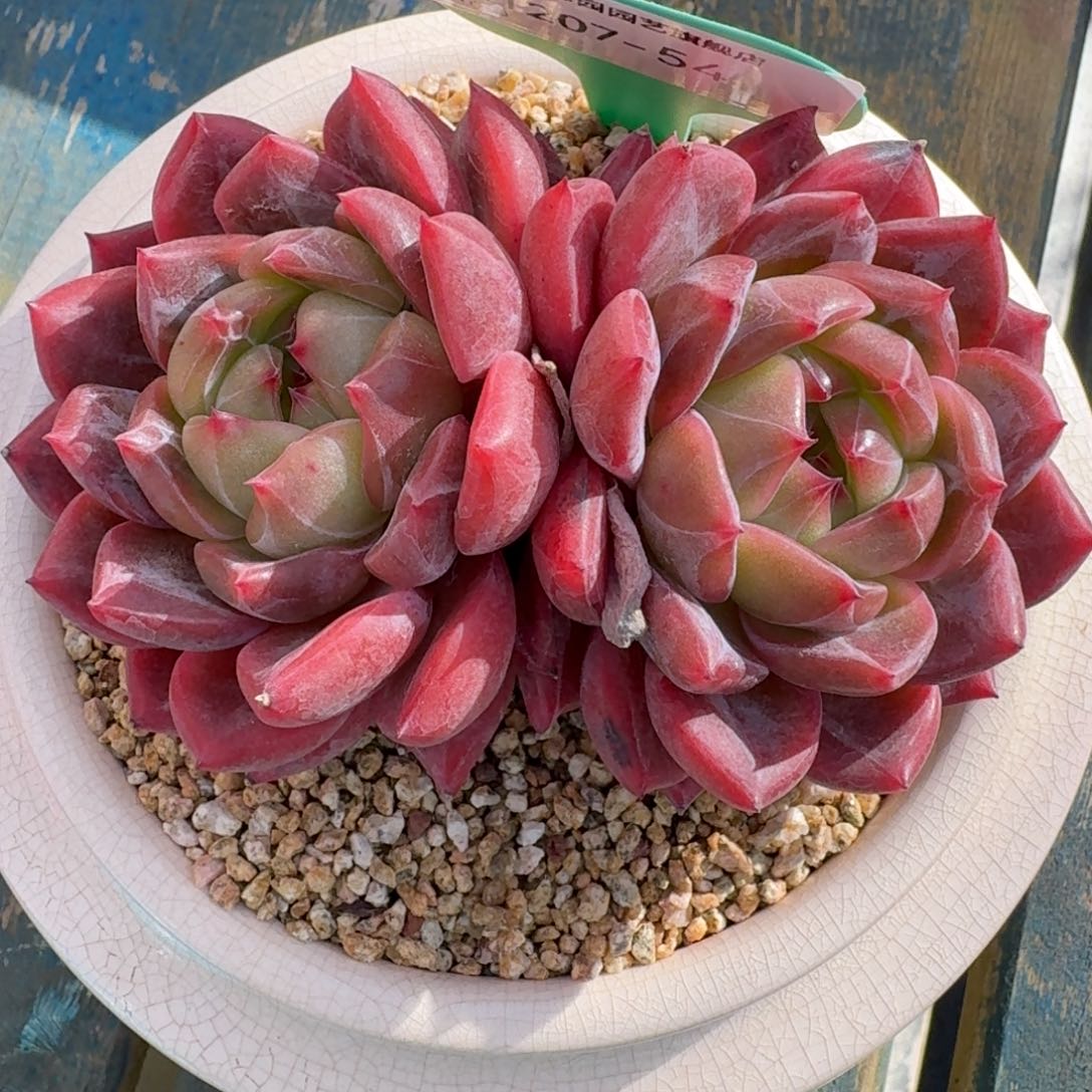 从前慢花园多肉编号1207.54