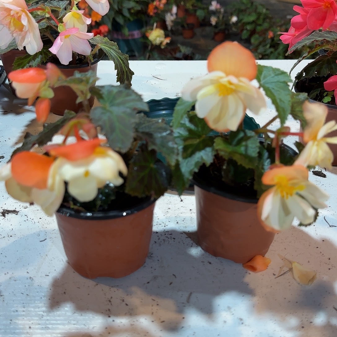 90杯2颗白桃球根海棠