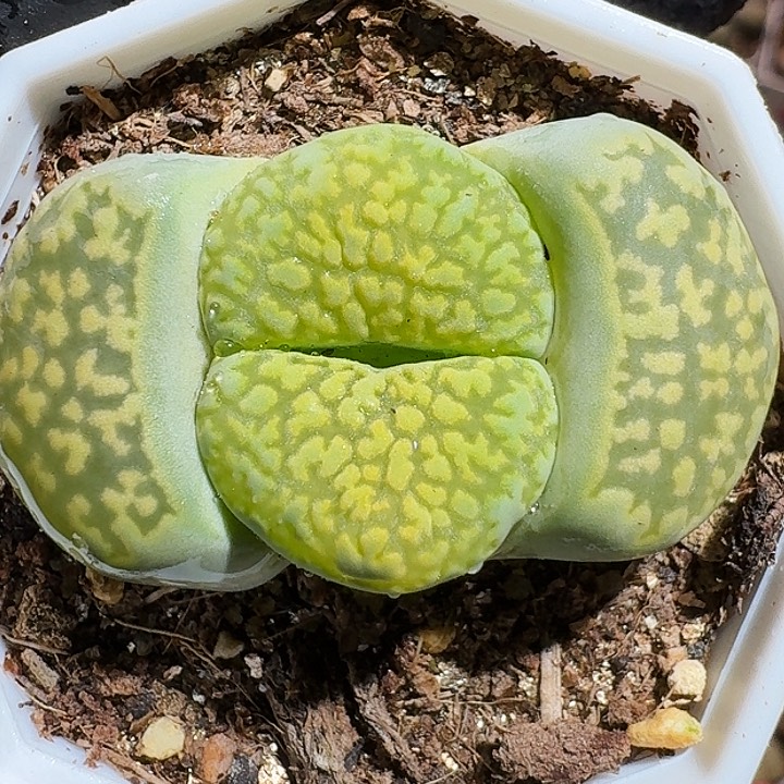 生石花11111111。  209