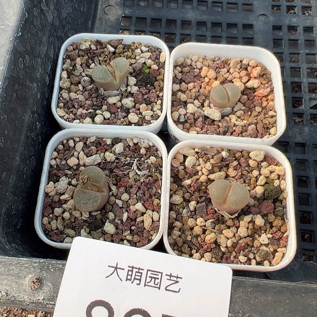 量拍以下1颗帕法德10KM脱土发。867