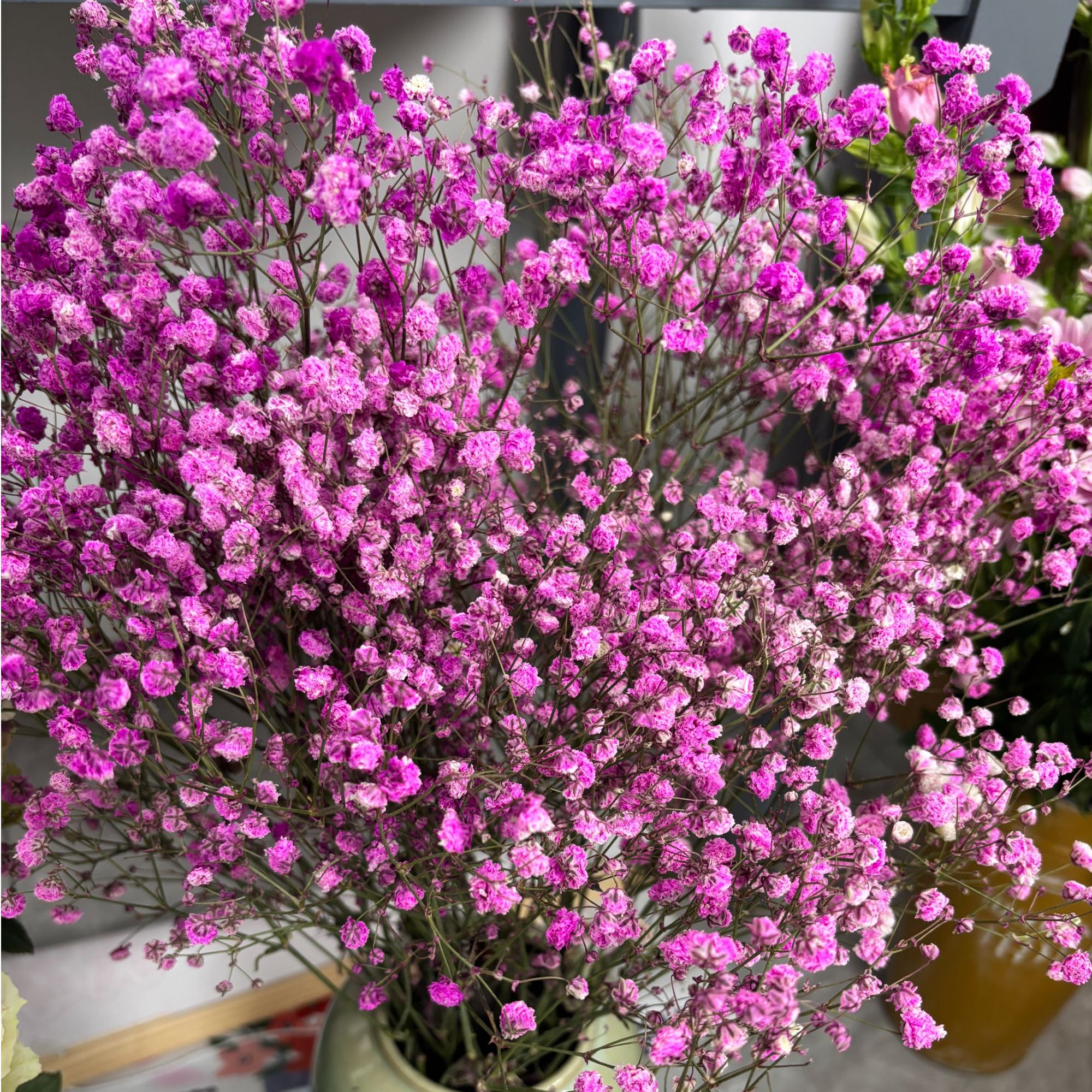 满天星一扎可水养可晒干花