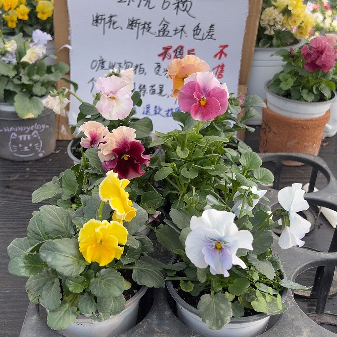 大部分花苞少量开放023号