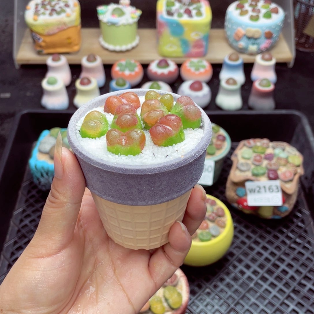 w2166 带盆土发货一物一拍